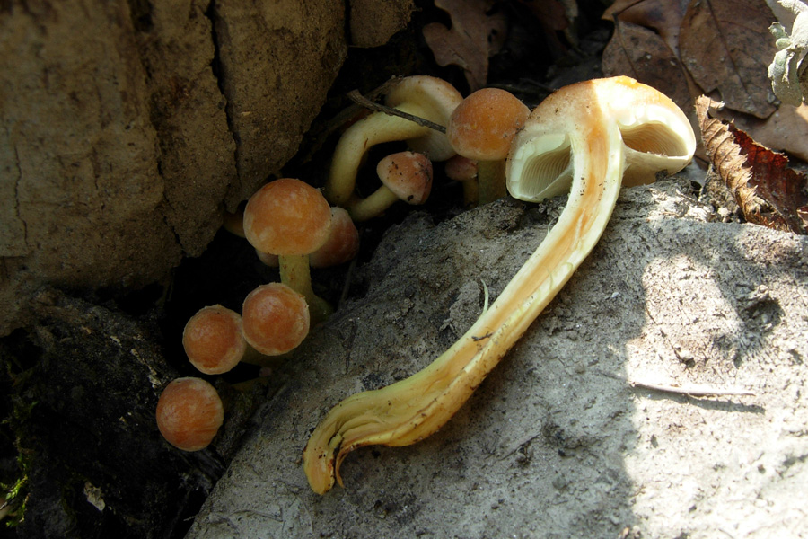 Hypholoma fasciculare ?